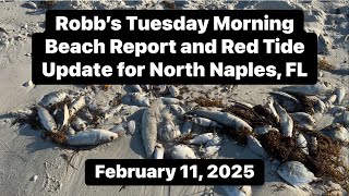 Robb’s Tuesday Morning Beach Report and Red Tide Update for North Naples, Florida | Feb. 11, 2025