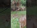 three cow and one bull ka video shorts ytshorts animalshorts youtubeshorts