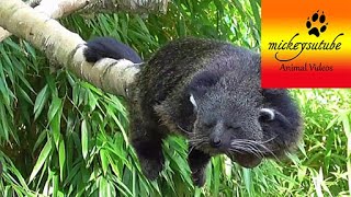 Sleepy Rare Binturong (Bearcat)