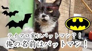 野良猫？我が家に来た黒い猫とサビ猫ちゃん。