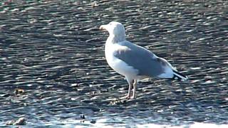 2010.01.17 三番瀬 鳴くセグロカモメ