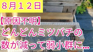 【原因不明】一体なぜ！？どんどんミツバチの数が減り、弱小群になってしまった…