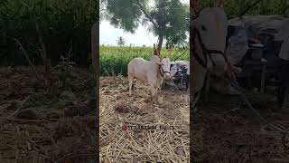 terabandi bulls || ಢವಳೇಶ್ವರ ಗಿಡ್ಡ 😍🚩.#views #subscribe #subscribe #like #share #shorts #youtube