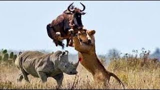 Big battle craziest of Rhino vs Wild Animal - Lion, Leopard, Elephant, Hyenas vs Rhino