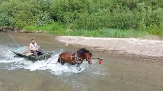 🐴😯💯 ДУЖЕ РОЗУМНИЙ🎓 І ГАРНИЙ ЖЕРЕБЕЦЬ НА ПРОДАЖУ☎️💸💸💸У РУСЛАНА В РУДНИКАХ!!!