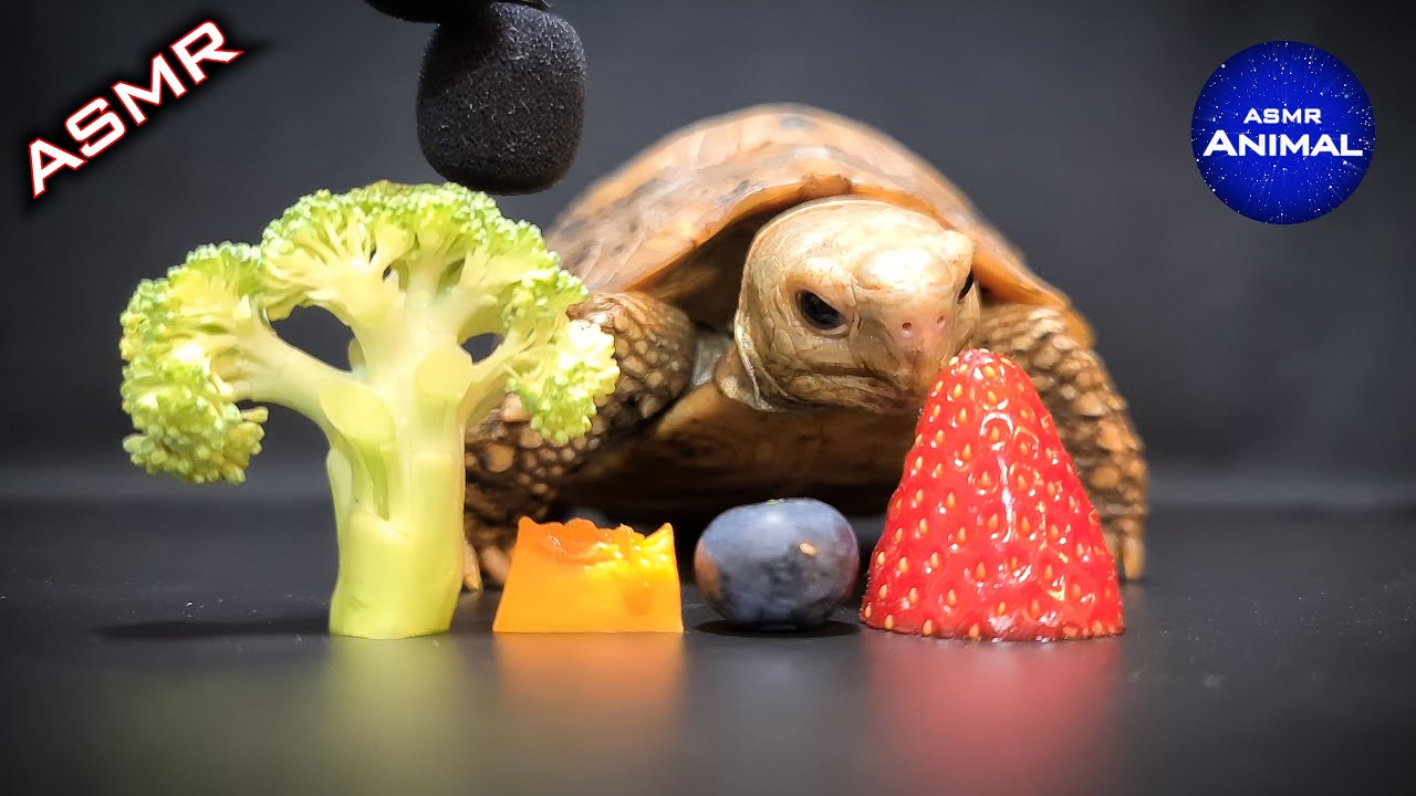 Asmr Mukbang Eating Food рџђў Turtle Tortoise 83 Youtube