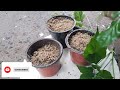 china doll plant propagation plant care