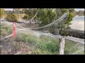 spiders weave parachute webs to escape flooding in australia s southeast afp