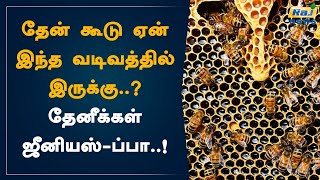 தேன் கூடு ஏன் இந்த வடிவத்தில் இருக்கு..? தேனீக்கள் ஜீனியஸ்-ப்பா..! | Honey | Honey bee