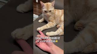 途中のフレーメン反応笑っちゃった笑俺臭かった？笑#猫 #猫のいる暮らし #フレーメン反応