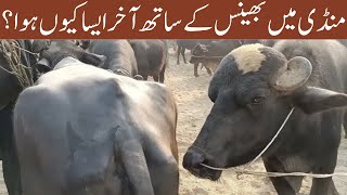 Mxtube.net :: Buffalo meating Mp4 3GP Video & Mp3 Download ...