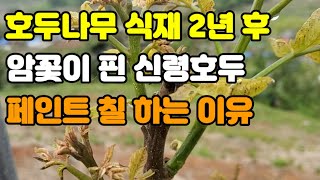 서천군 호두나무(신령) 농원 식재 2년 후 암꽃 생김 줄기에 백색 페인트 칠 하는 이유