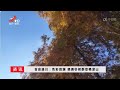 《江西文旅报道》20241127 吉安遂川：绝美杉树群惊艳深山