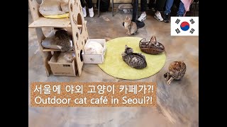 [Kor/Eng] 서울에 위치한 야외 고양이 정원/ Outdoor cat cafe in Seoul