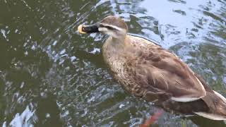 カルガモ/Spot-billed duck