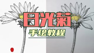 超简单日光菊手绘步骤教程视频～小白也能轻松上手