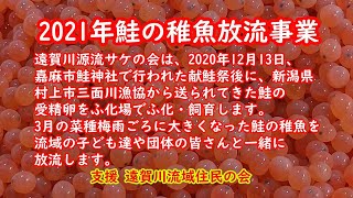 遠賀川鮭の稚魚放流　2021年サケの稚魚放流事業