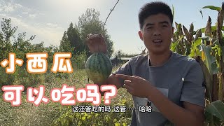 农村西瓜地，寻找最后一个小西瓜，草丛中存放了俩月，还能吃吗？【我的农村365】