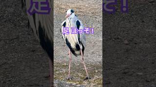 アオサギ 足 ほっそ！Long, thin legs of a blue heron #shorts