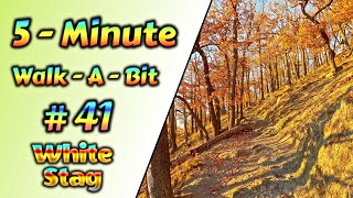 5-Minute-Walk-A-Bit - #41 - White Stag - Sundown Autumn Vibes
