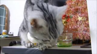 猫、サンタさんと遭遇！HAPPYなクリスマス～ 母ちゃんがサンタクロース   Merry Christmas everyone