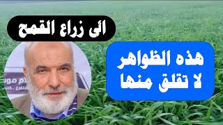 زراعة القمح ... هذه الظواهر لا تقلق منها