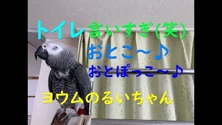 トイレ言いすぎ(笑)おとこ～♪おとぽっこ～♪ヨウムのるいちゃん