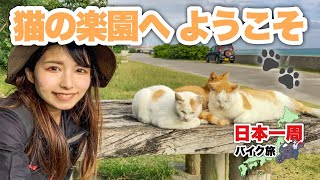 たまにはバイクを降りてのんびり休憩しよう。石垣島の猫たちに癒される時間です。