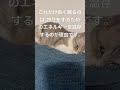 猫がよく寝る理由 shorts 猫