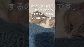 猫がよく寝る理由 #shorts #猫