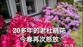 20年的老杜鹃花，今春不仅花多，花头还大。