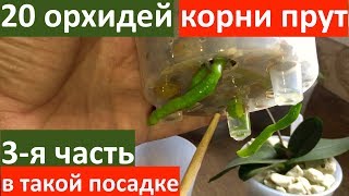 КОРНИ ОРХИДЕИ прут как сумасшедшие в такой посадке