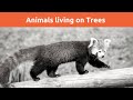 Animals living on trees  / learning