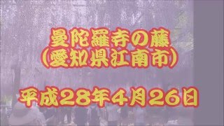 曼陀羅寺の藤　2016.4.26