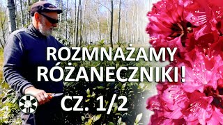 Rozmnażanie różaneczników przez odkłady cz. 1/2