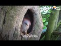 Single Kestrel Parent Raises Six Chicks  The Dodo