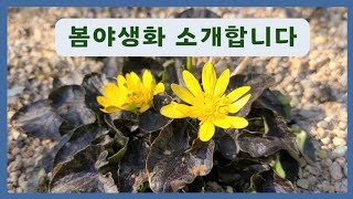 흑동의나물,히어유,뱀무,솔체꽃,쉴라,유매,너도부추,매발톱 ..봄꽃들이 출시 되었어요