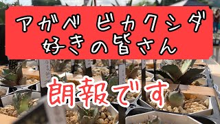 アガベ・ビカクシダ好きの方！朗報です…2023.6.17(土)は激アツ