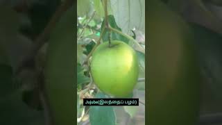 மாடியில் வளர்ந்த இலந்தைப் பழம்|Pushpawin Maadi Thottam| #shorts #terracegarden #nature #jujubefruit