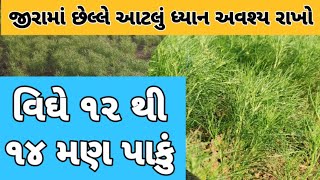 વીઘે ૧૨ થી ૧૪ મણ પાકું, જીરામાં છેલ્લે છેલ્લે આટલું ચુકાય ન જાય એ ખાસ જોઈ લેજો. અન્નદાતા ૮૭૮૦૬૨૨૭૭૫