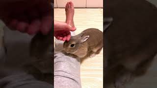 【うさぎ】突然くっついてくる甘えん坊 A rabbit cuddles up to her owner. #shorts