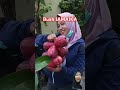 Buah jamaika adlh jambu air terbesar di dunia #shorts #fruit