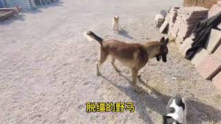 214 一马犬二史宾格出来溜达溜达