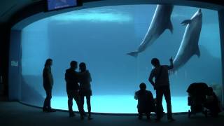 【HD】水槽を泳ぐバンドウイルカの親子　名古屋港水族館　