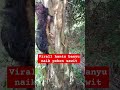 VIRAL HANTU BANYU NAIK KE POHON SAWIT #hantubanyu