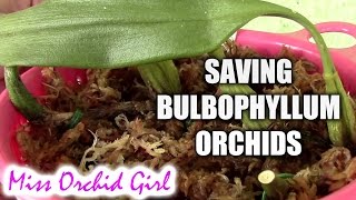 Saving Bulbophyllum orchids without roots