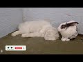 funniest animals 😄 new funny cats and dogs videos 2024 😹🐶 757