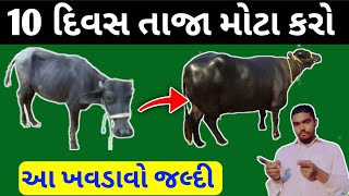 10 દિવસ તાજા મોટા કરો 👌 ગાય ભેંસ ને મોટા તગડા કઈ રીતે કરવા 🐄#jagguvillagevlog