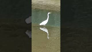 Beautiful  bird and the shadow