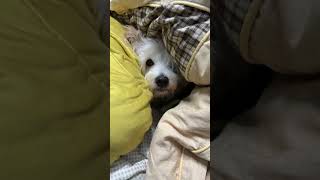 小灰灰的暖暖被窝时光 🐶💤 #dogvideos #puppy #dogslife #pets #小狗 #cute #小狗 #dogshorts #狗狗 #狗狗 #doglife #與狗一起生活